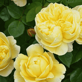 Роза Английская кустовая Charles Darwin