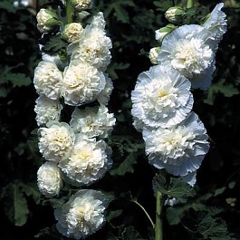 Мальва (Шток-роза) розовая Chater's Double White