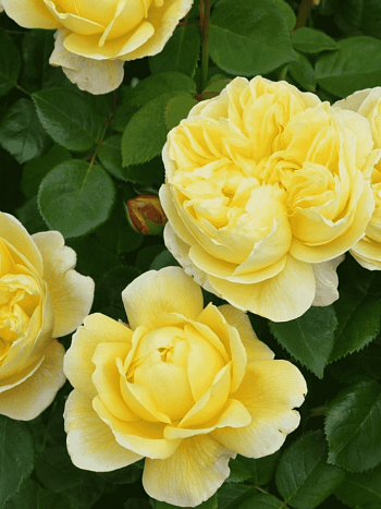 Роза Английская кустовая Charles Darwin