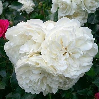 Роза миниатюрная White Jem