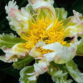 Пион Молочноцветковый Green Lotus