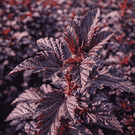 Пузыреплодник калинолистный Little Ninja