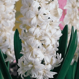 Гиацинт Madame Sophie