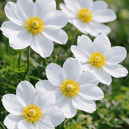 Дриада восьмилепестная