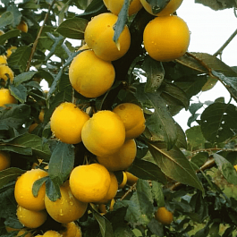 Алыча гибридная Лодва