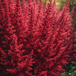 Астильба Арендса Paul Gaarder