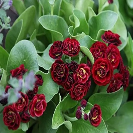 Примула ушковая Crimson Glow