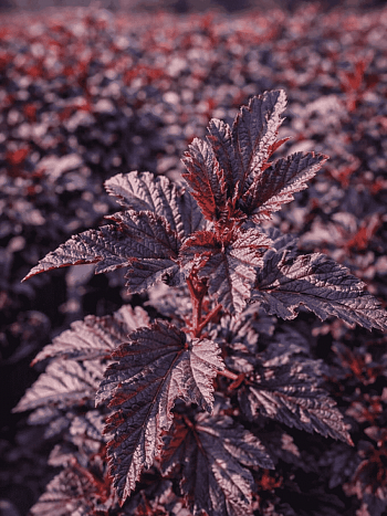 Пузыреплодник калинолистный Little Ninja