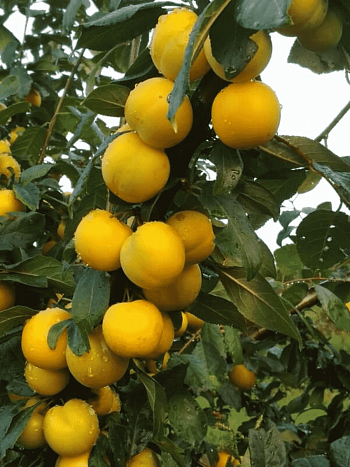 Алыча гибридная Лодва