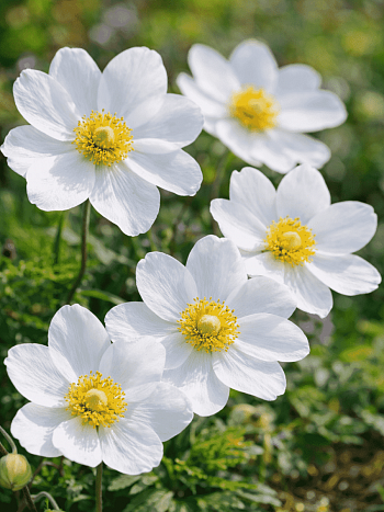 Дриада восьмилепестная