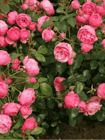 Роза флорибунда Pomponella