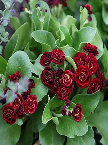 Примула ушковая Crimson Glow