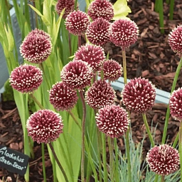 Лук декоративный Red Mohican