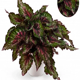 Бегония Beleaf Alaska Creek 
