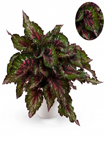 Бегония Beleaf Alaska Creek 