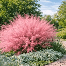 Мюленбергия волосовидная