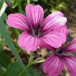 Герань гибридная Сью Круг Герань гибридная Сью Круг