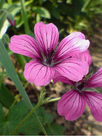 Герань гибридная Сью Круг