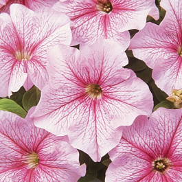 Петуния грандифлора Дэдди Пеперминт