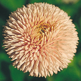 Маргаритка Робелла