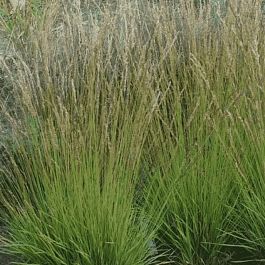 Молиния голубая Heidezwerg