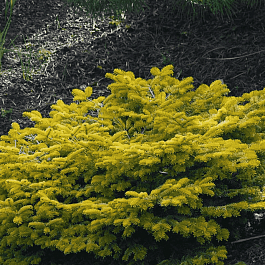 Пихта нормандская Golden Spreader
