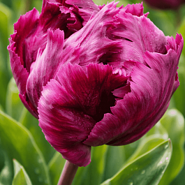 Тюльпан Negrita Parrot