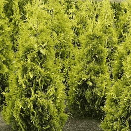 Туя западная Yellow Ribbon