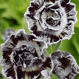 Примула ушковая Merlin Stripe