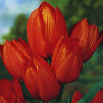 Тюльпан многоцветковый Ориндж Букет