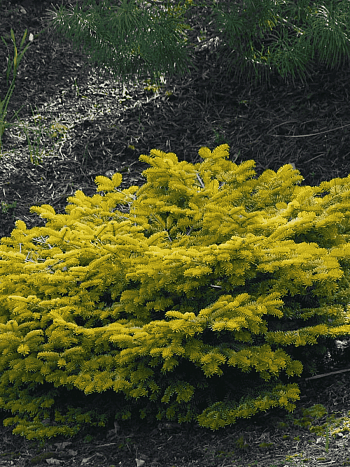 Пихта нормандская Golden Spreader