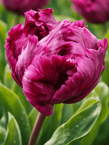 Тюльпан Negrita Parrot