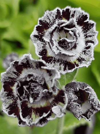 Примула ушковая Merlin Stripe