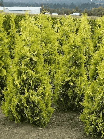 Туя западная Yellow Ribbon
