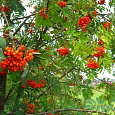 Рябина Солнечная (Дочь Кубовой)