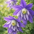 Клематис крупнолепестный Lagoon