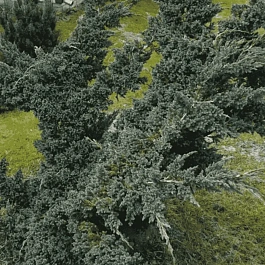 Можжевельник чешуйчатый Meyeri