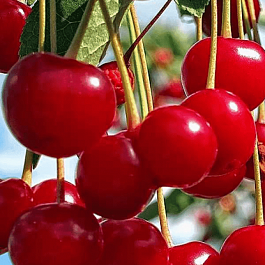 Дюк (Черевишня) Факел