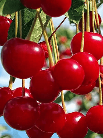 Дюк (Черевишня) Факел