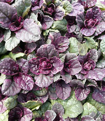 Живучка ползучая Шуга Плам