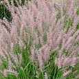 Пеннисетум восточный Flamingo