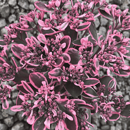 Очиток гибридный Dream Dazzler