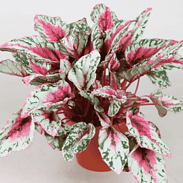 Бегония Rex Maui Sunset