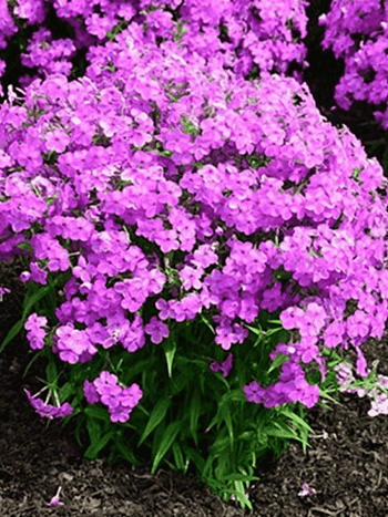 Флокс гибридный Forever Pink