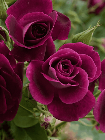 Роза Флорибунда Burgundy Ice