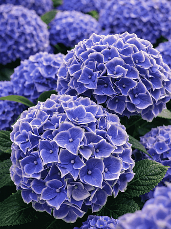 Гортензия крупнолистная New Tivoli Bleu