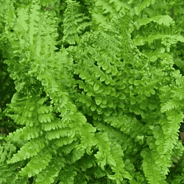 Щитовник мужской Cristata