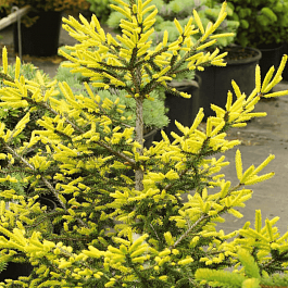 Ель восточная Golden Start