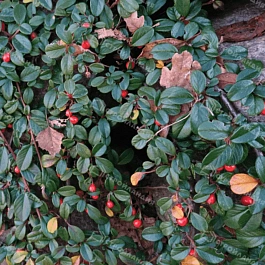 Кизильник Даммера