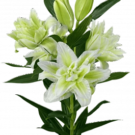 Лилия Roselily Joella